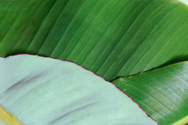 Fundo de folhas de bananeira verdes frescas