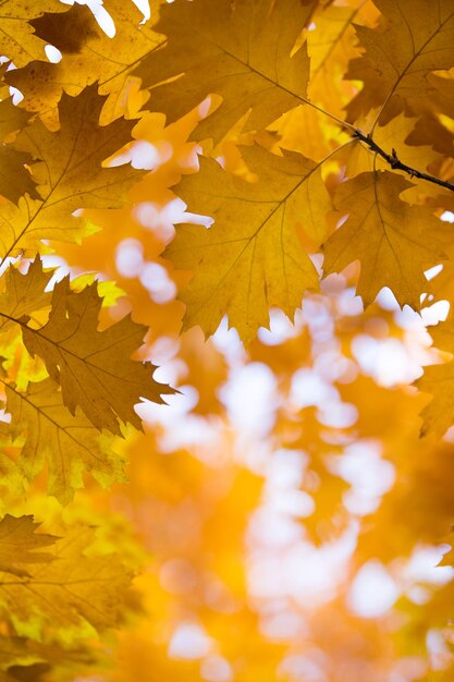 Fundo de folhas de bordo amarelo outono