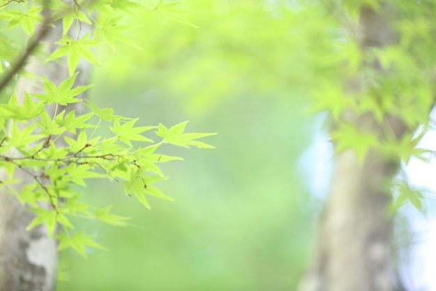 Fundo de folhas de maples