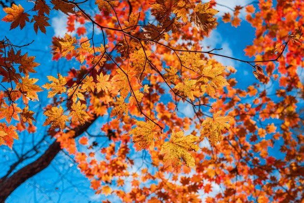 Fundo de folhas de outono de bordo vermelho e amarelo