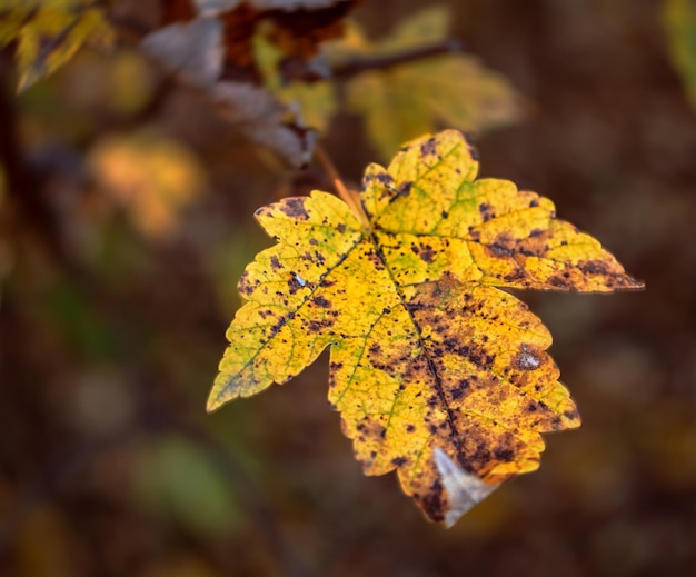 Fundo de folhas de outono de outono Um galho de árvore com folhas de outono de um bordo em um fundo desfocado Paisagem na temporada de outono