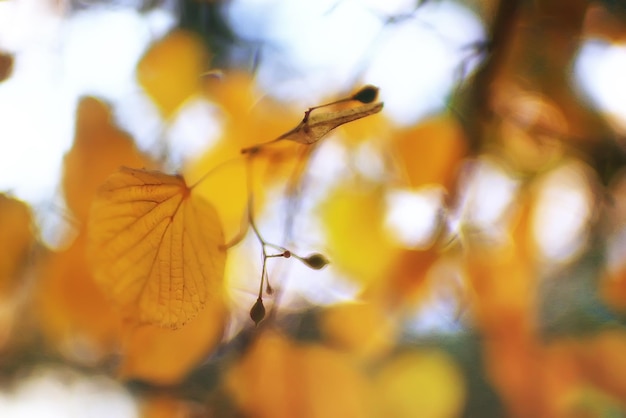 fundo de folhas de outono/folhas amarelas no outono estacionam galhos de árvores com folhas caindo. Outono de conceito de fundo desfocado. Verão indiano. Ramos de uma árvore coberta de folhagem laranja.