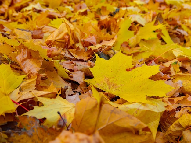 Fundo de folhas de outono vermelho e laranja ao ar livre