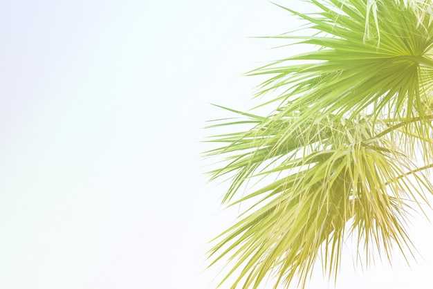 Fundo de folhas de palmeira com luz solar