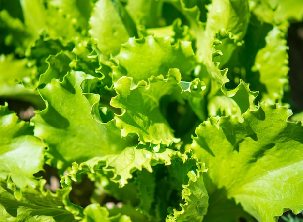 Fundo de folhas frescas de alface na horta de um agricultor