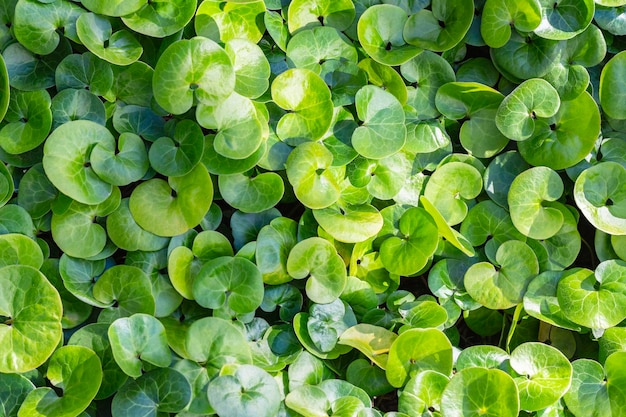 Fundo de folhas magrasfolhagem verde brilhante de plantas de gengibre selvagem asarum europaeumvista superior