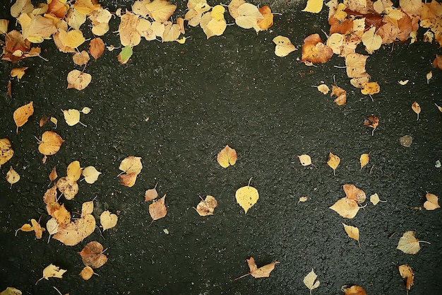 fundo de folhas molhadas de outono / fundo de outono, folhas amarelas caídas das árvores, queda das folhas, parque de outono
