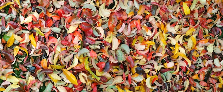 Foto fundo de folhas multicoloridas de outono.