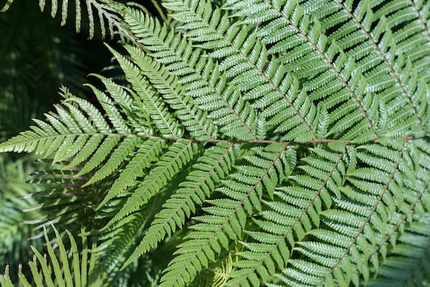 Fundo de folhas tropicais verdes