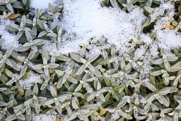 Fundo de folhas verdes cobertas de neve Planta com folhas cobertas de geada matinal