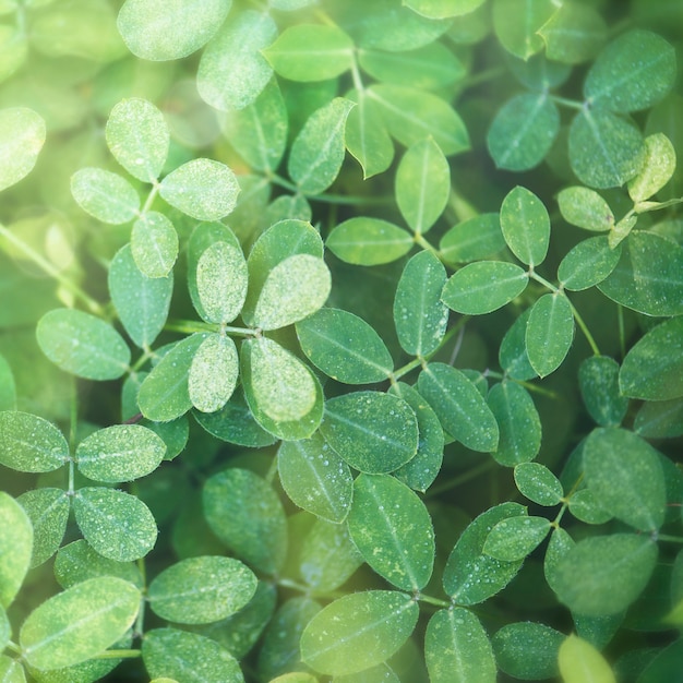 Fundo de folhas verdes com espaço de design