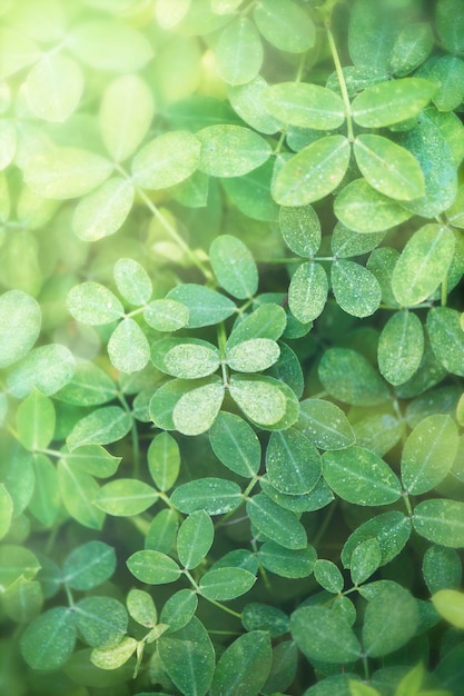 Fundo de folhas verdes com espaço de design