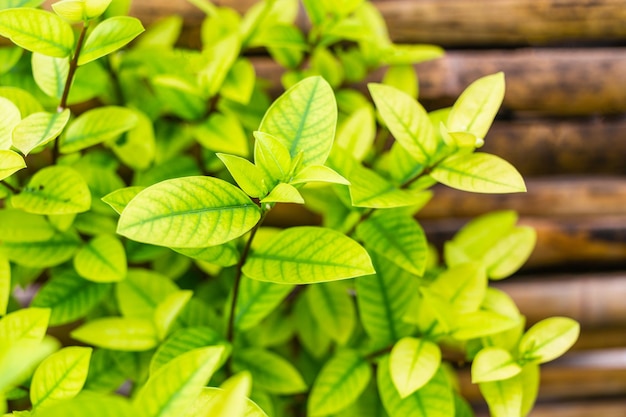 Fundo de folhas verdes com folhas pequenas e padrões de folha no dia