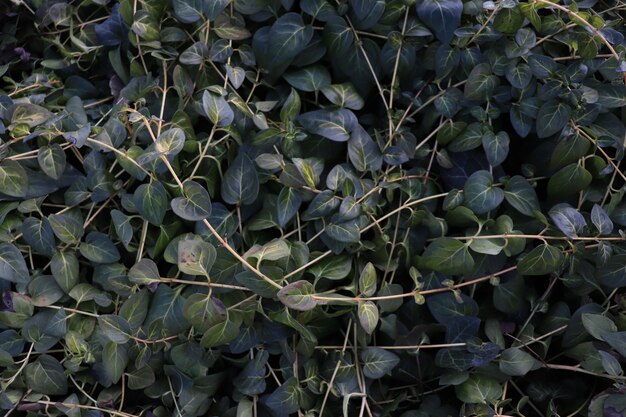 fundo de folhas verdes de ivy