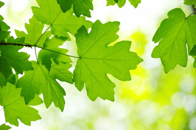 Fundo de folhas verdes de primavera em um dia ensolarado