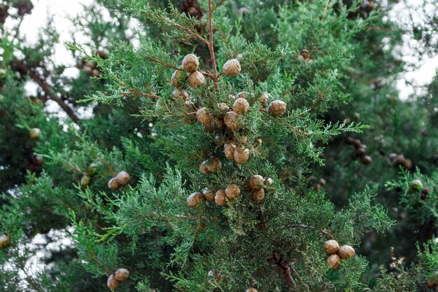 Fundo de folhas verdes de uma árvore de cipreste grande com muitos cones