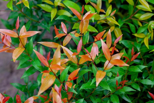 Fundo de folhas verdes e laranja vermelhas coloridas Folhas de plantas frescas coloridas tropicais