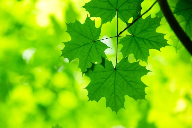 Fundo de folhas verdes em dia ensolarado