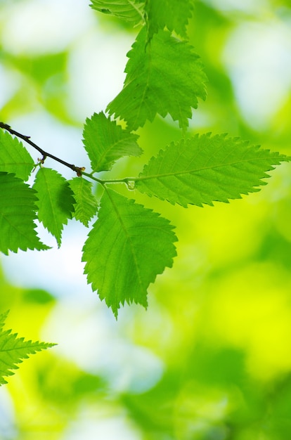 Fundo de folhas verdes em dia ensolarado