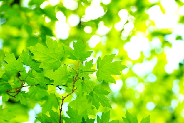 Fundo de folhas verdes em um dia ensolarado