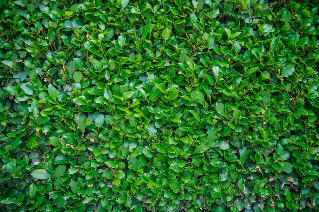 Fundo de folhas verdes frescas A beleza natural das plantas A textura das folhas