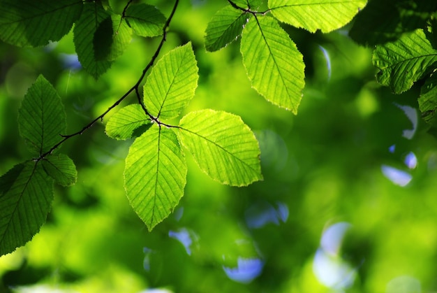 Fundo de folhas verdes no dia ensolarado