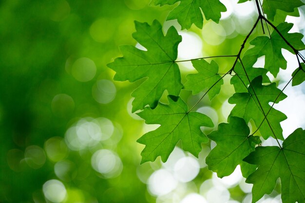 Fundo de folhas verdes no dia ensolarado