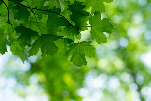 Fundo de folhas verdes no dia ensolarado