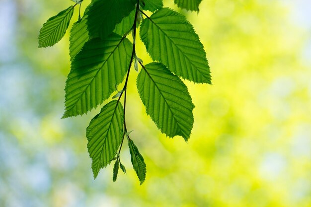 Fundo de folhas verdes no dia ensolarado