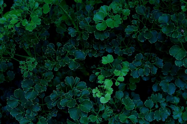 Fundo de folhas verdes. O verde deixa o tom da cor escuro na manhã.