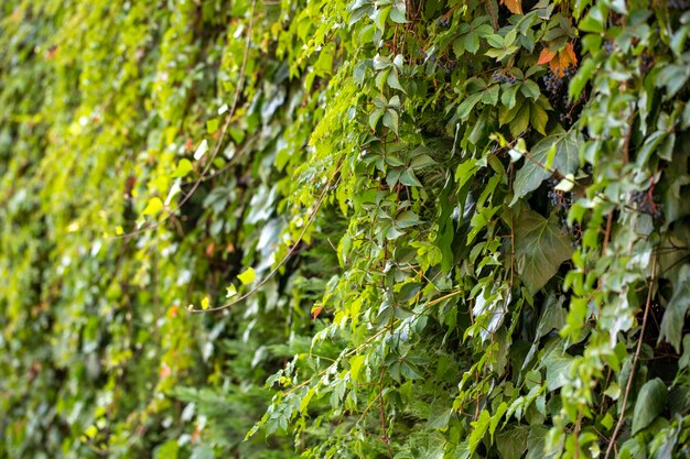 fundo de folhas verdes padrão fundo natural e papel de parede