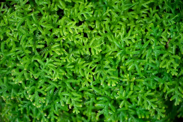 Fundo de folhas verdes. Papel de parede natural e textura no jardim.