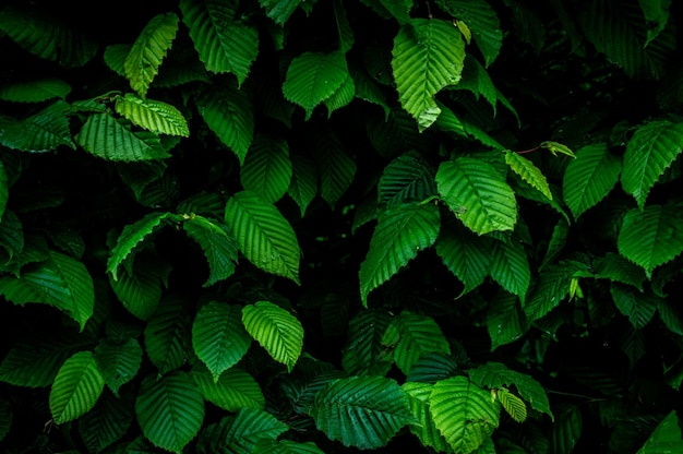 Fundo de folhas verdes Plano de fundo completo de plantas