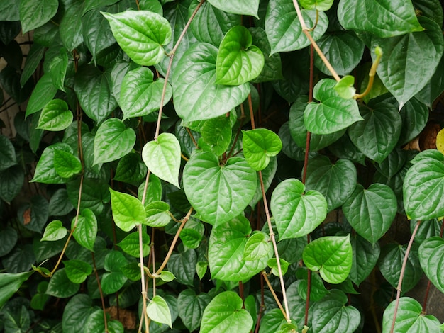 fundo de folhas verdes, planta natureza