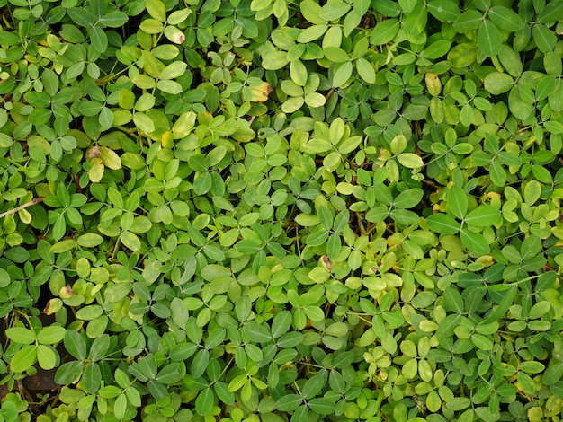 fundo de folhas verdes, planta natureza