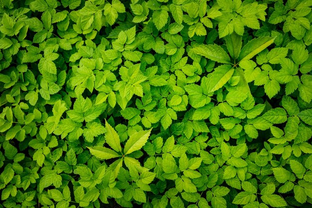 Fundo de folhas verdes. Textura da natureza.