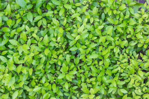 Fundo de folhas verdes. textura natural e padrão