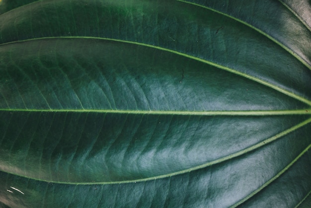 Fundo de folhas verdes tropicais naturais