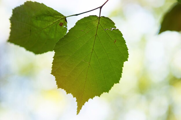 Foto fundo de folhas verdes