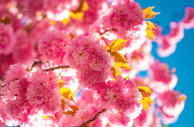 Foto fundo de fronteira de primavera com flor rosa ramo de flor de cerejeira flores de primavera delicadas sacura