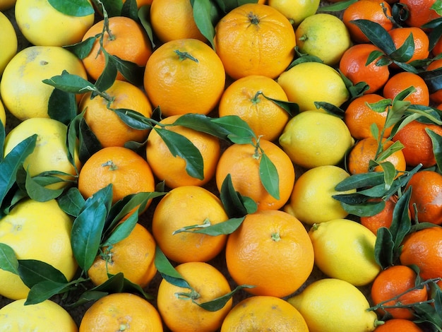 Fundo de frutas Tangerinas frescas inteiras laranjas limões e toranjas com folhas verdes