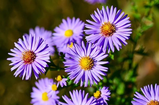 Fundo de fundo floral de belas flores azuis suaves violetas suaves
