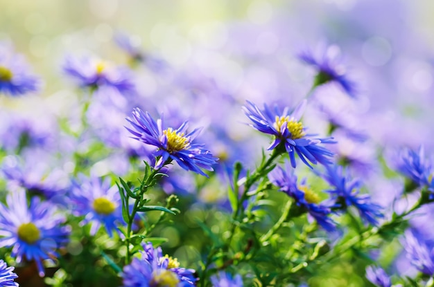 Fundo de fundo floral de belas flores azuis suaves violetas suaves