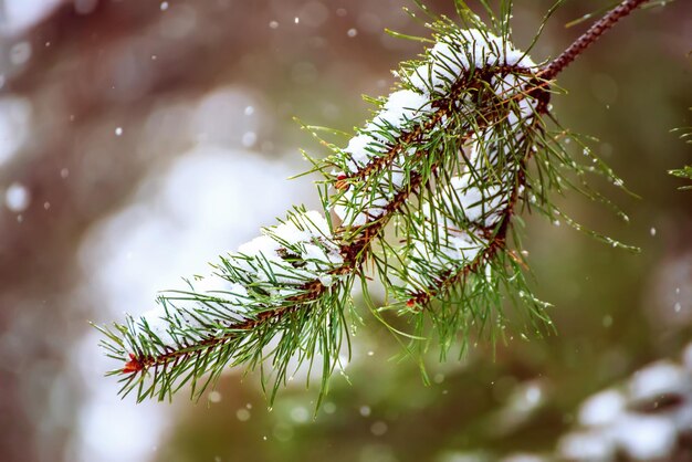 Fundo de galhos de abetos cobertos com um conceito de natal e ano novo de férias naturais sazonais de neve