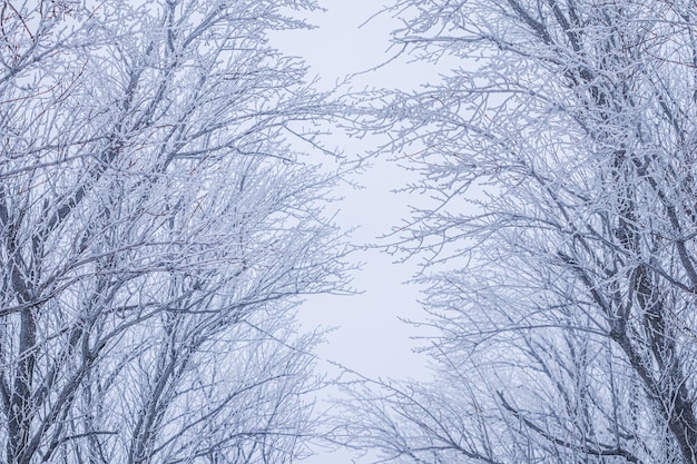 Fundo de galhos de árvores cobertos de geada Paisagem da natureza com neblina e neve branca