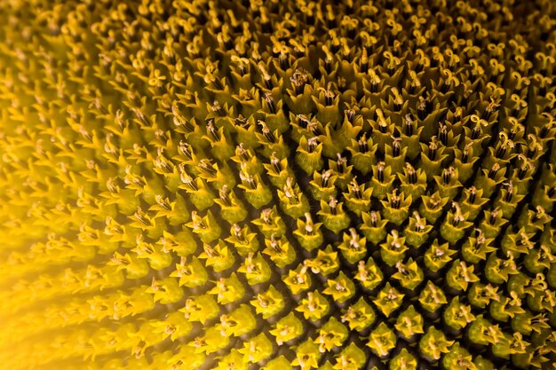 Fundo de girassol Textura de pólen de girassol Padrão orgânico Girassol em flor Foco seletivo