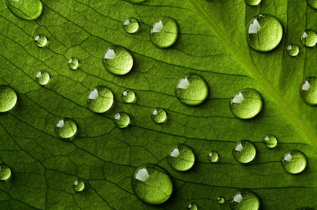 Fundo de gotas de chuva