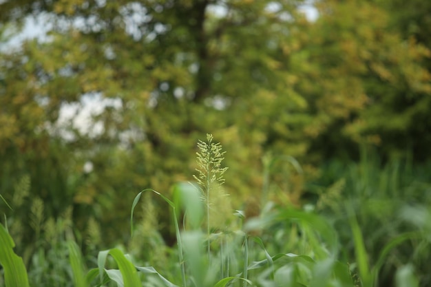 Foto fundo de grama de primavera