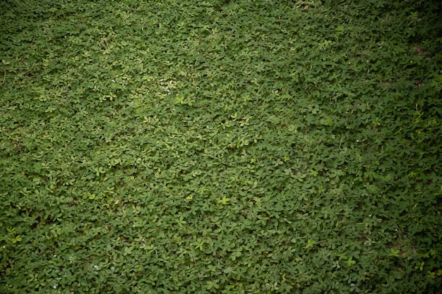 fundo de grama de textura reen