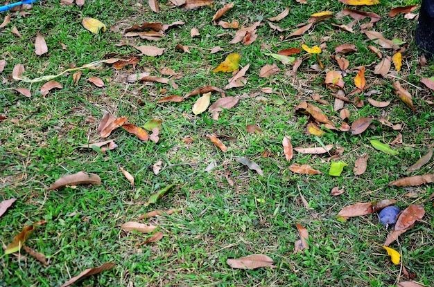 Fundo de grama e folha no chão no jardim